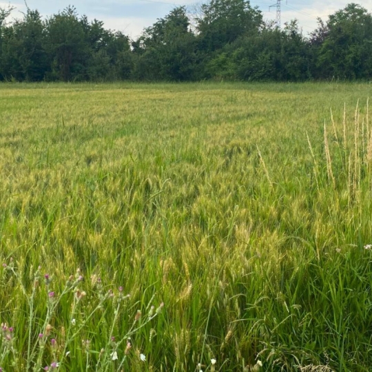 Annonces CHABEUIL : Terrain | CHATUZANGE-LE-GOUBET (26300) | m2 | 116 500 € 
