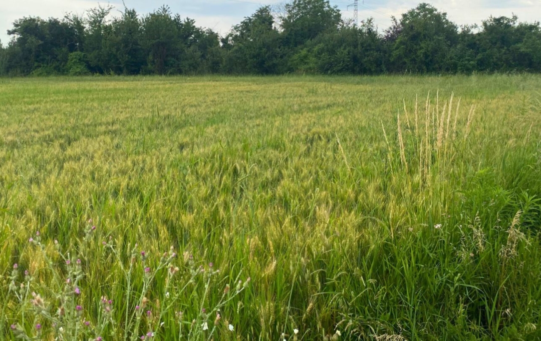 Annonces CHABEUIL : Terrain | CHATUZANGE-LE-GOUBET (26300) | 0 m2 | 84 500 &euro; 